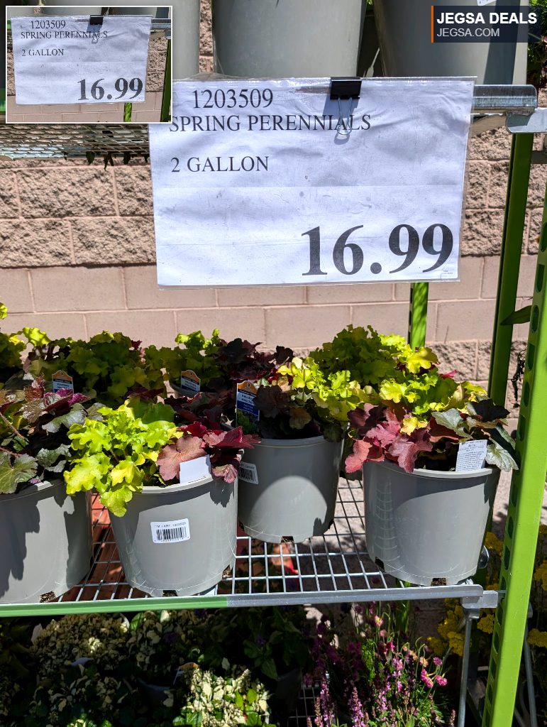Spring Perennials (Heuchera) in 2-gallon pots, offering vibrant foliage, available at Costco for $16.99.