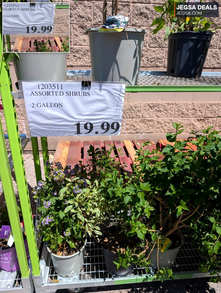 Assorted green 2-gallon shrubs in grey pots, ideal for garden landscaping or outdoor planting, priced at $19.99.