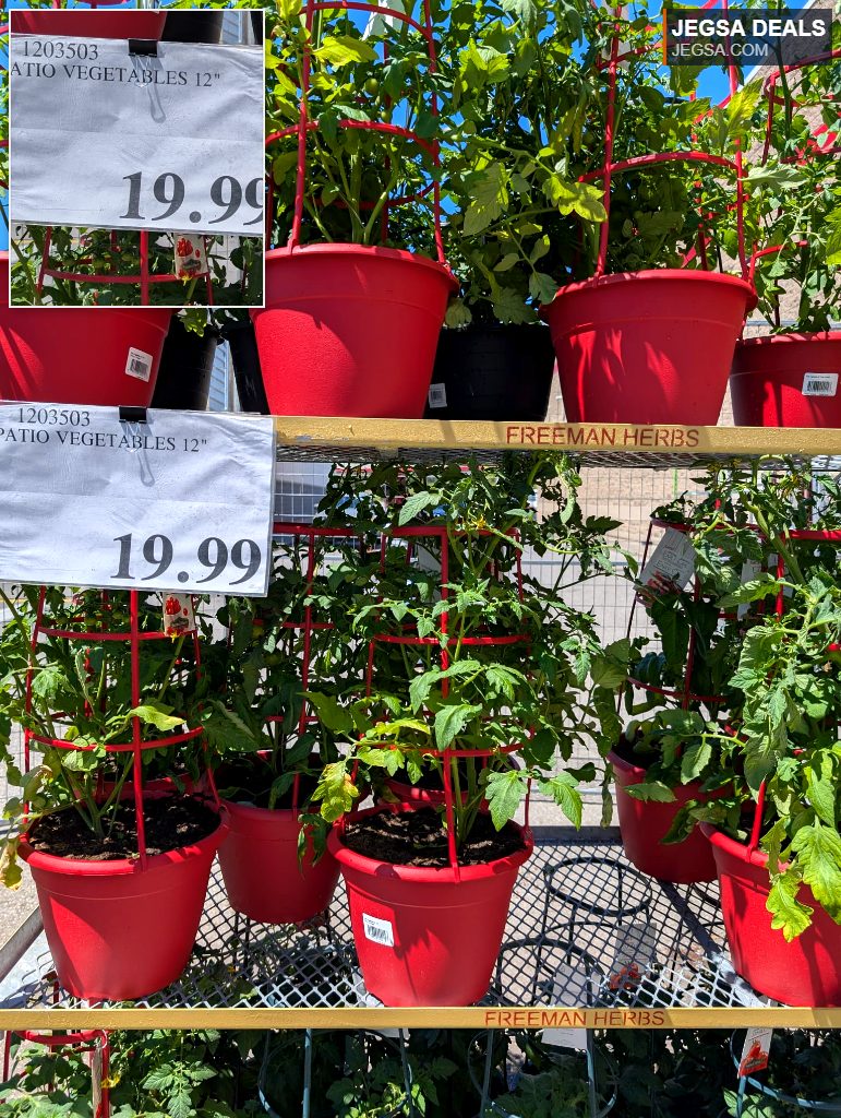 Potted patio tomato plants with red support cages and pots, sold by Freeman Herbs, priced at $19.99.