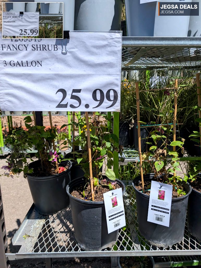 Fancy Shrub (Clematis Acropolis) in a 3-gallon black pot, with faint pink-purple flowers, from a Walmart garden center.