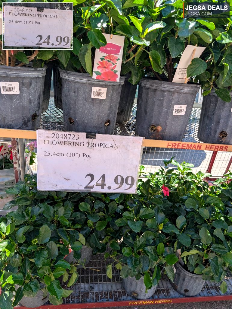 Flowering tropical hibiscus plant in a 10-inch pot from a garden center, priced at $24.99. Perfect for adding vibrant color.