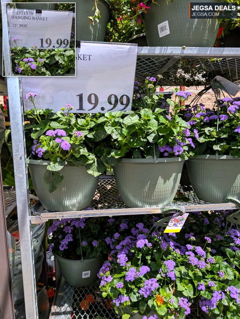 12-inch Ageratum purple flower hanging basket in a grey pot, priced at $19.99, from Costco garden center.