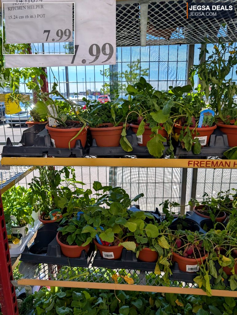 Green leafy kitchen helper potted plants in brown pots from Costco, ideal for home gardening, priced at $7.99.