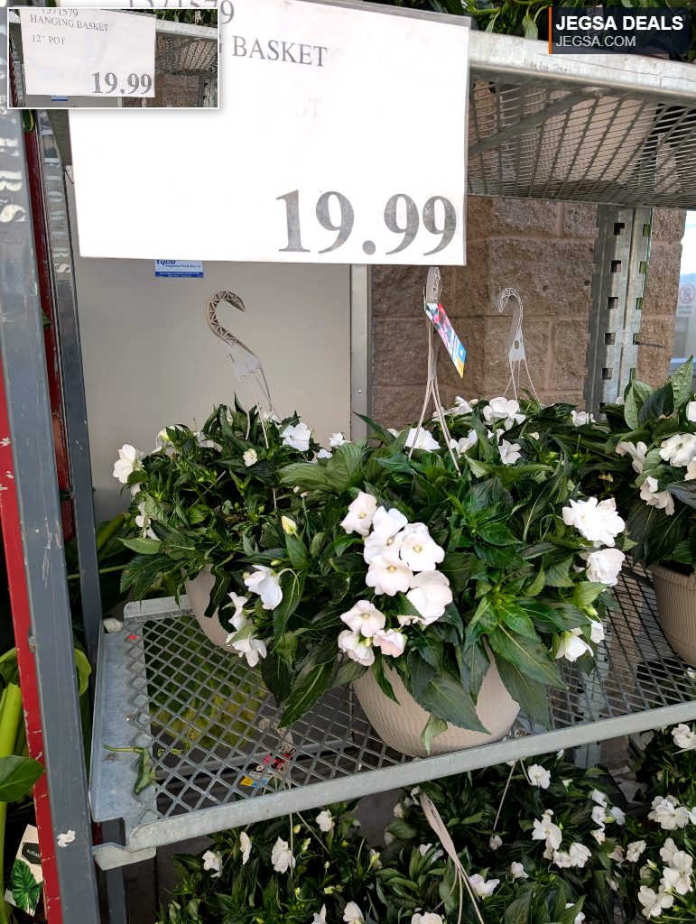 12 inch hanging basket with abundant white flowers in a grey pot, priced at $19.99 from Costco.