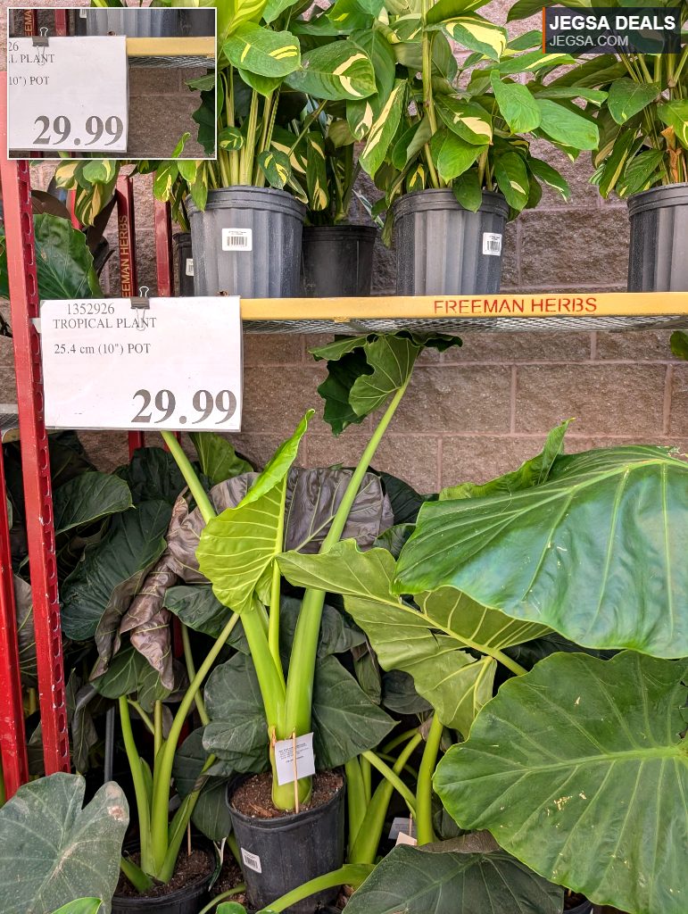 Large green tropical plant in a 10-inch pot from Costco, perfect for adding a lush feel to any home.