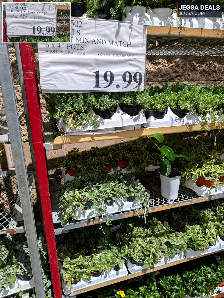 Assorted annual plants in 4-inch pots, sold in a pack of six for $19.99 at Costco, perfect for gardening.