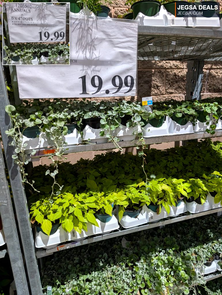 Assorted annual plants in 4-inch pots, sold in a pack of six for $19.99 from Costco, ideal for garden planting.