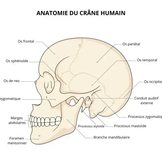 Crâne