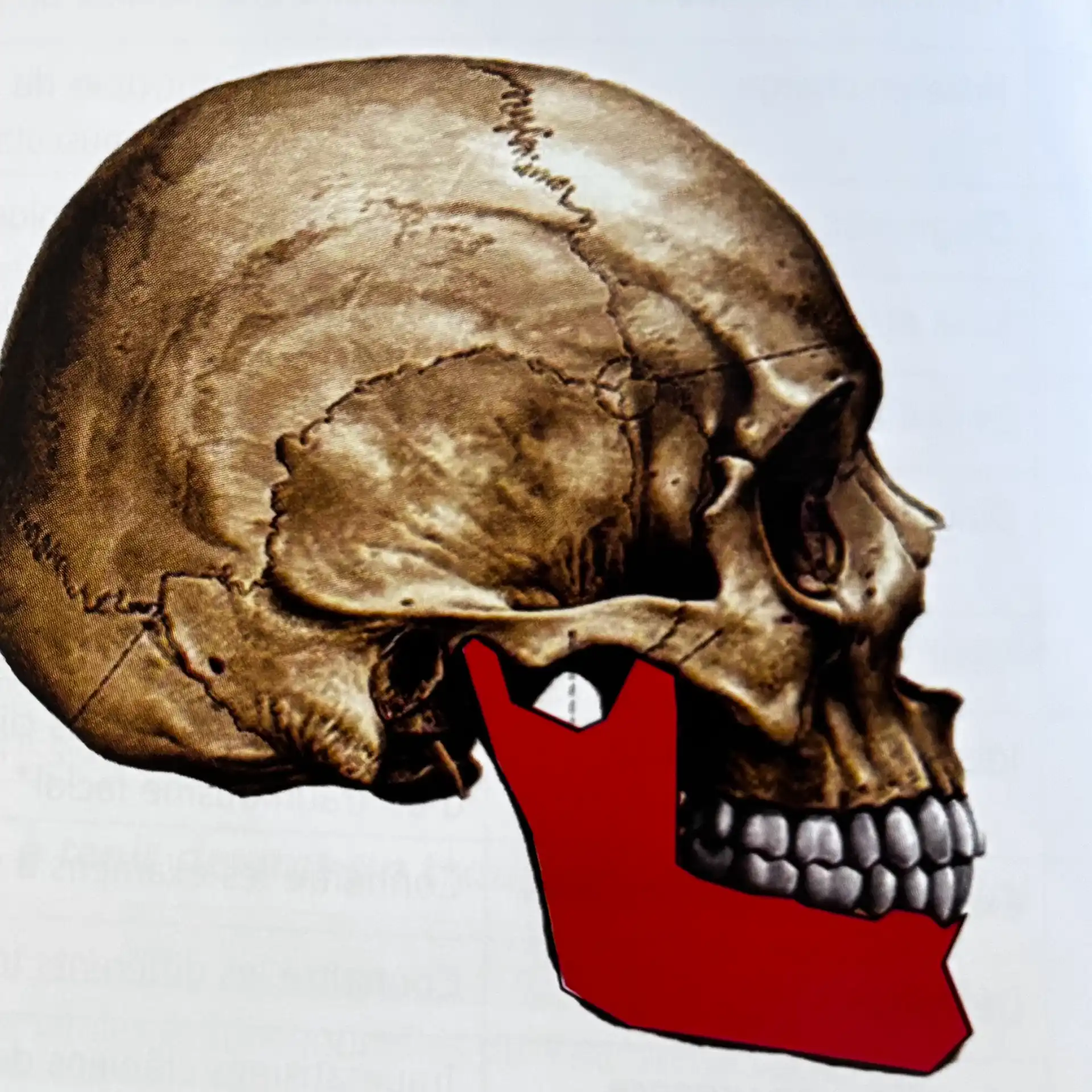 Mandibule