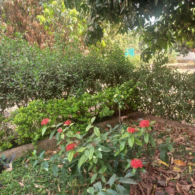 Jardin
