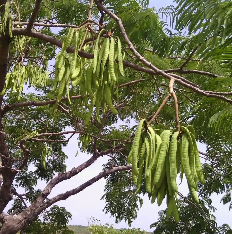 Propriétés du soumbala