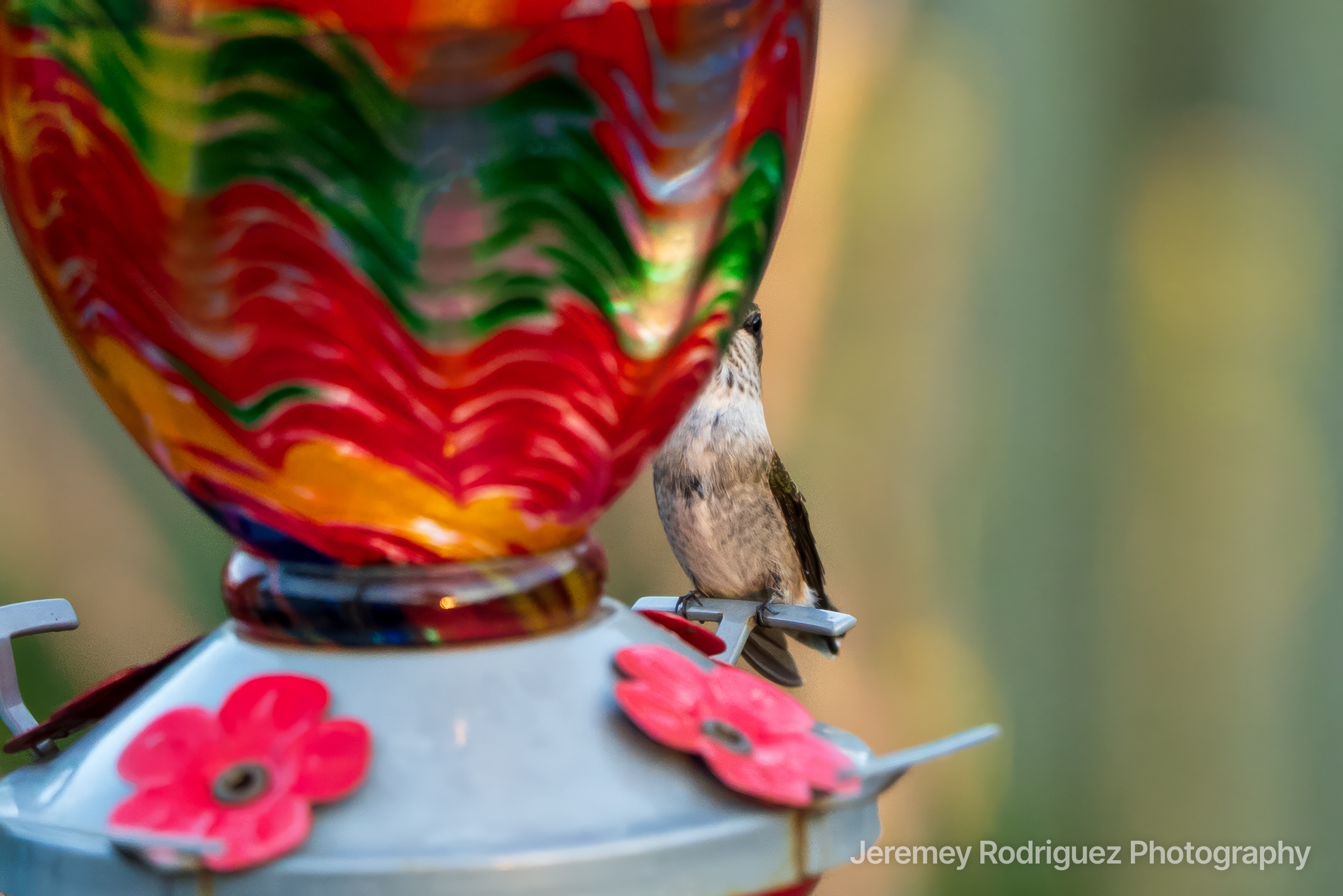 Hummingbird Sipping at a Red Glass Feeder