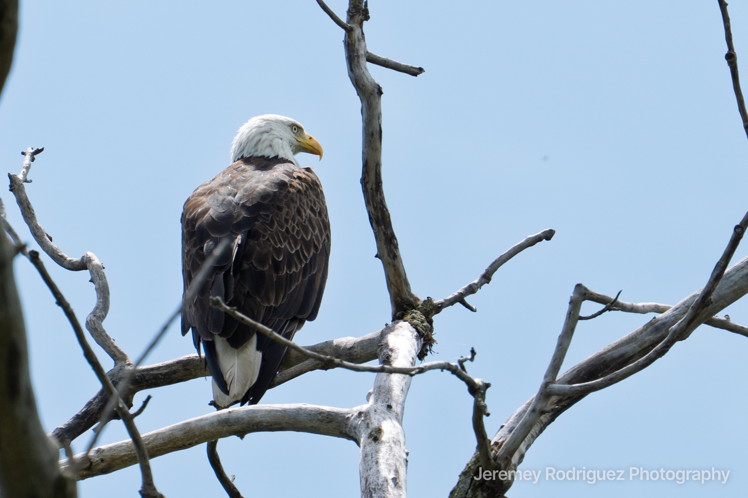 Bald Eagle Among Pale Bare Branches