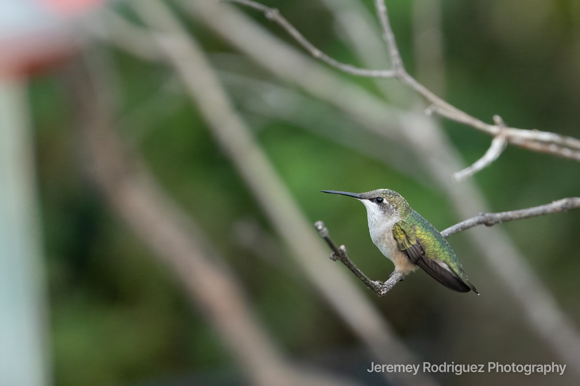 Hummingbird Resting on a Slender Twig