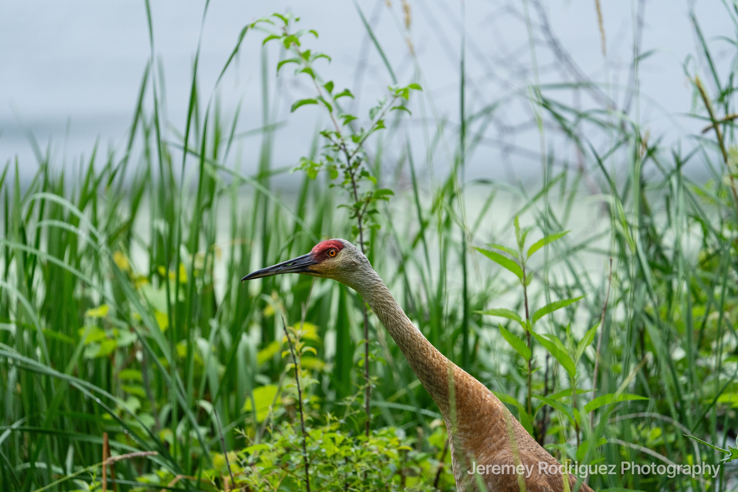 Sandhill Crane Wading Through Green Reeds