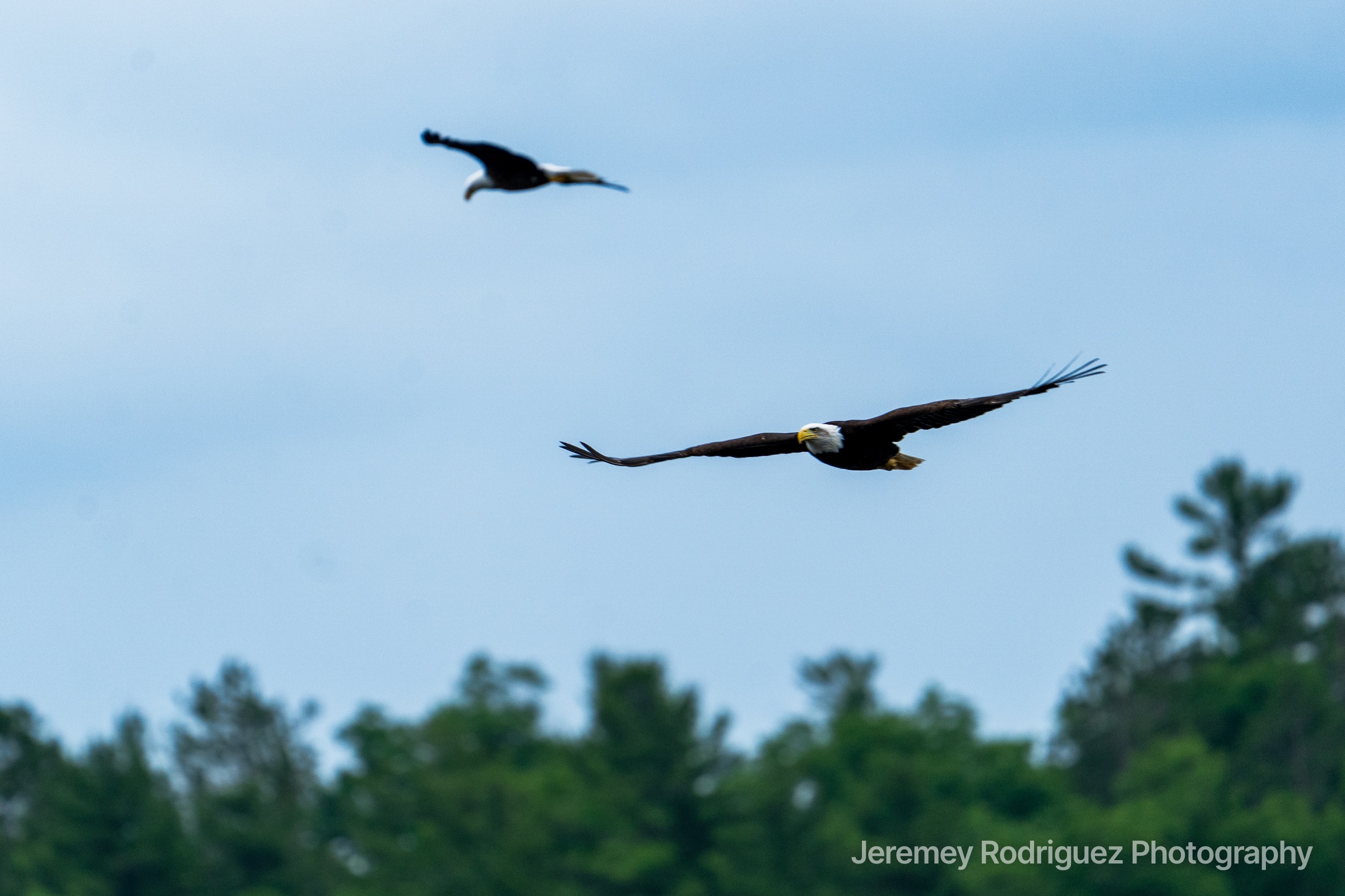 Two Bald Eagles Flying Over a Treeline