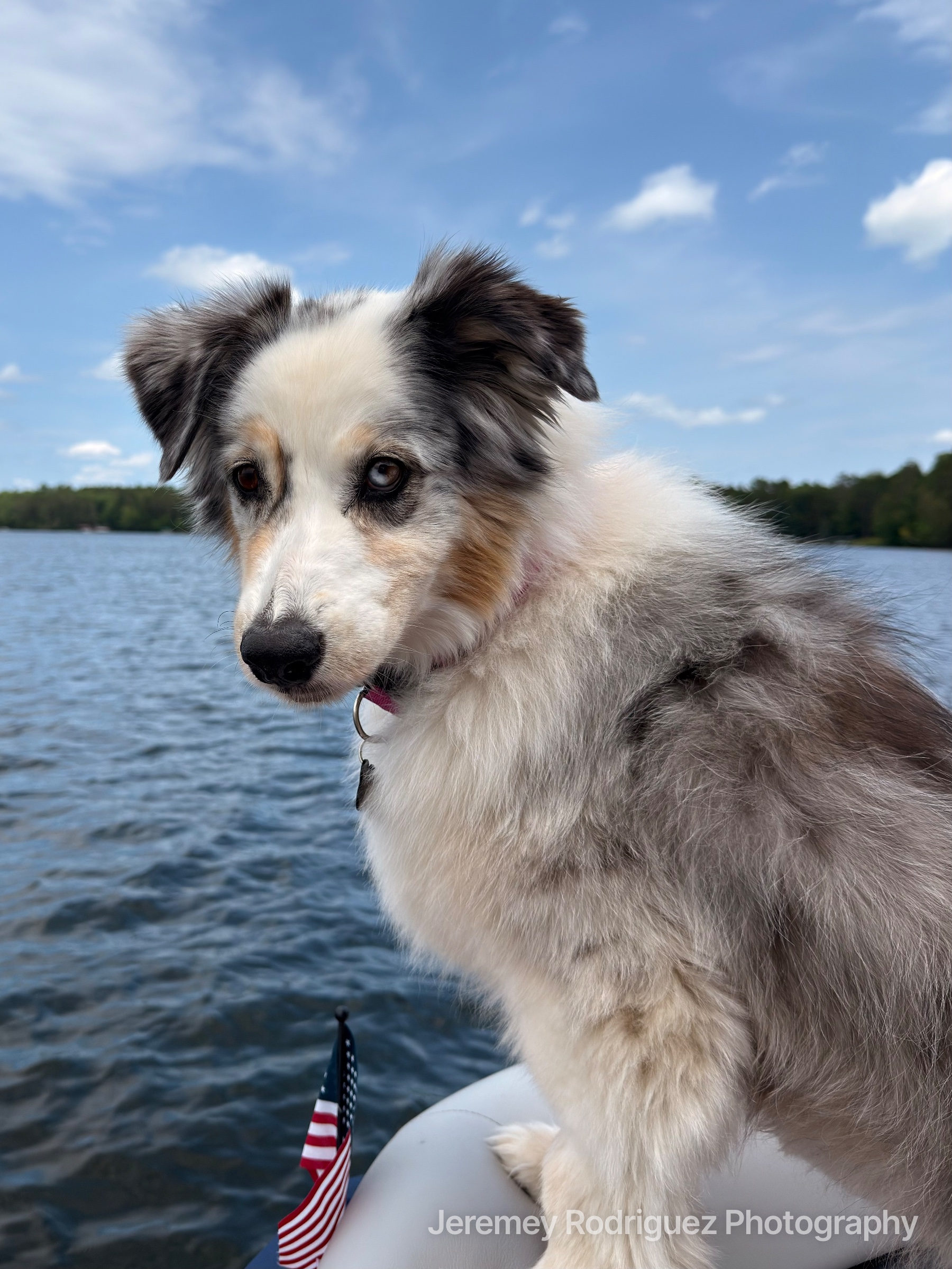 Fluffy Dog Enjoying a Boat Ride
