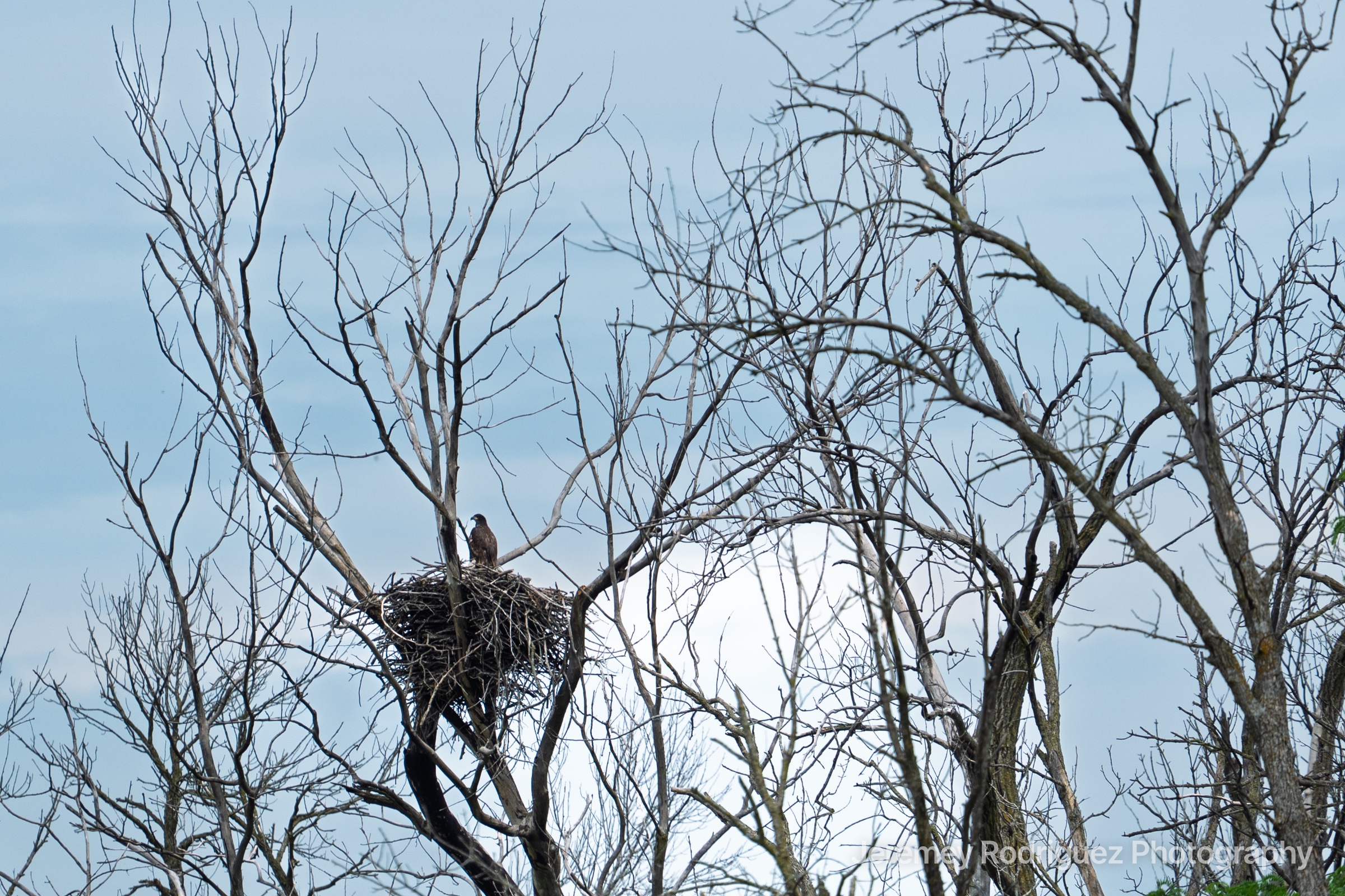Eagle Nest in Leafless Treetops