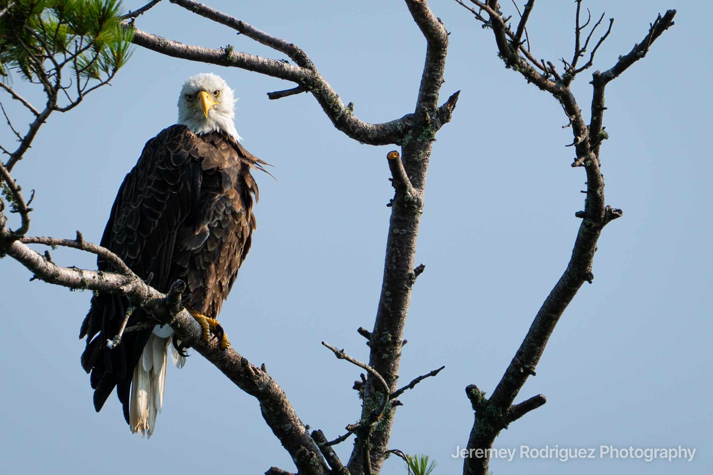 Bald Eagle Looking Back from Pine Branches
