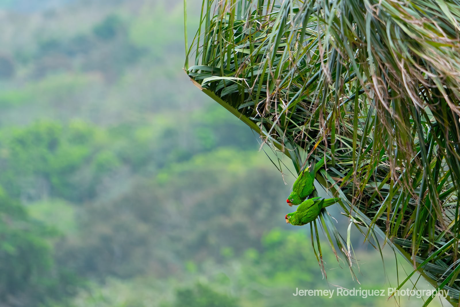 Two Green Parakeets Clinging to a Palm Frond