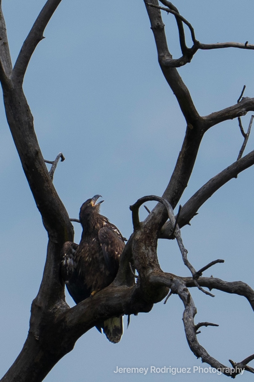 Young Eagle Perched in Twisted Branches