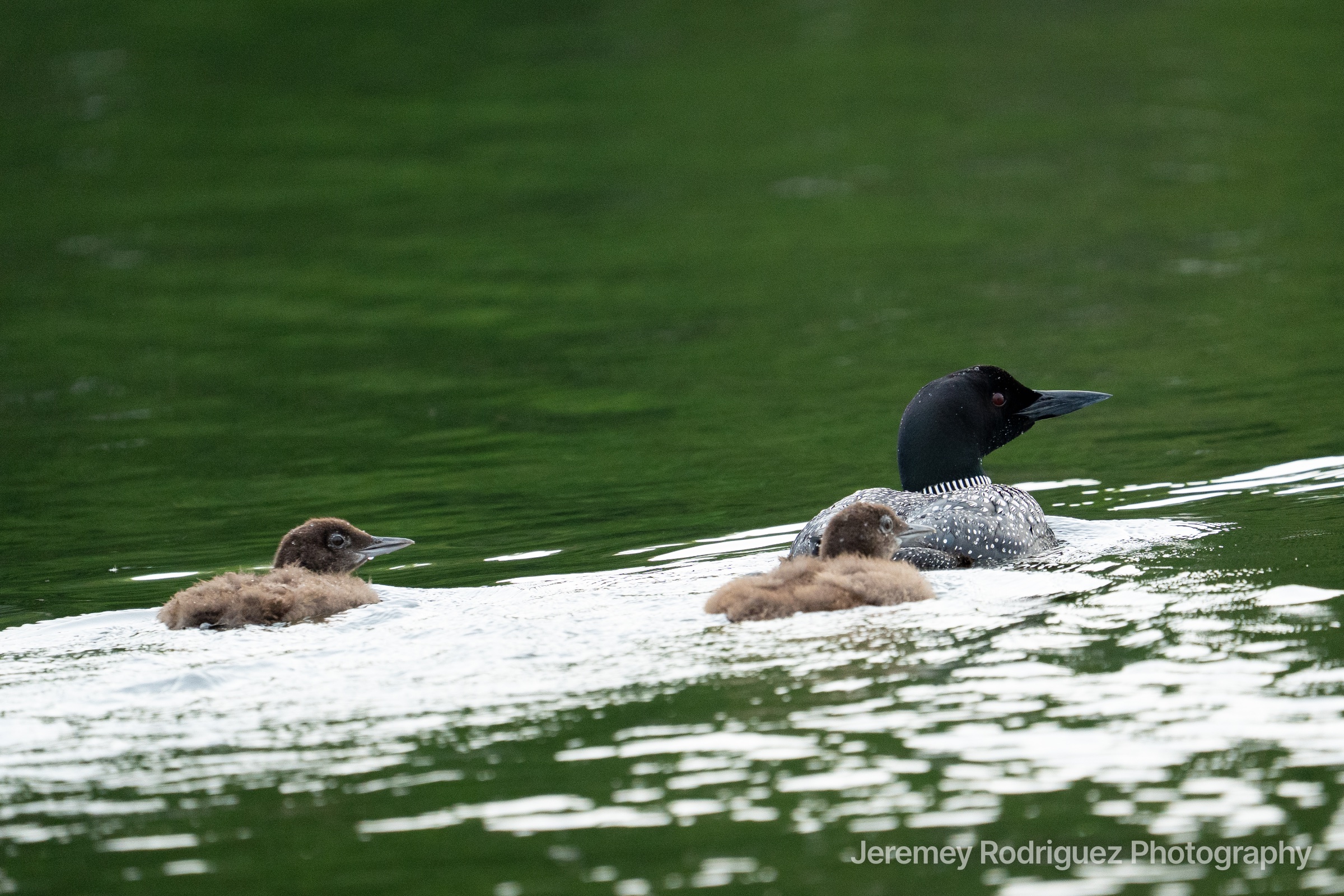 Common Loon Swimming with Two Chicks