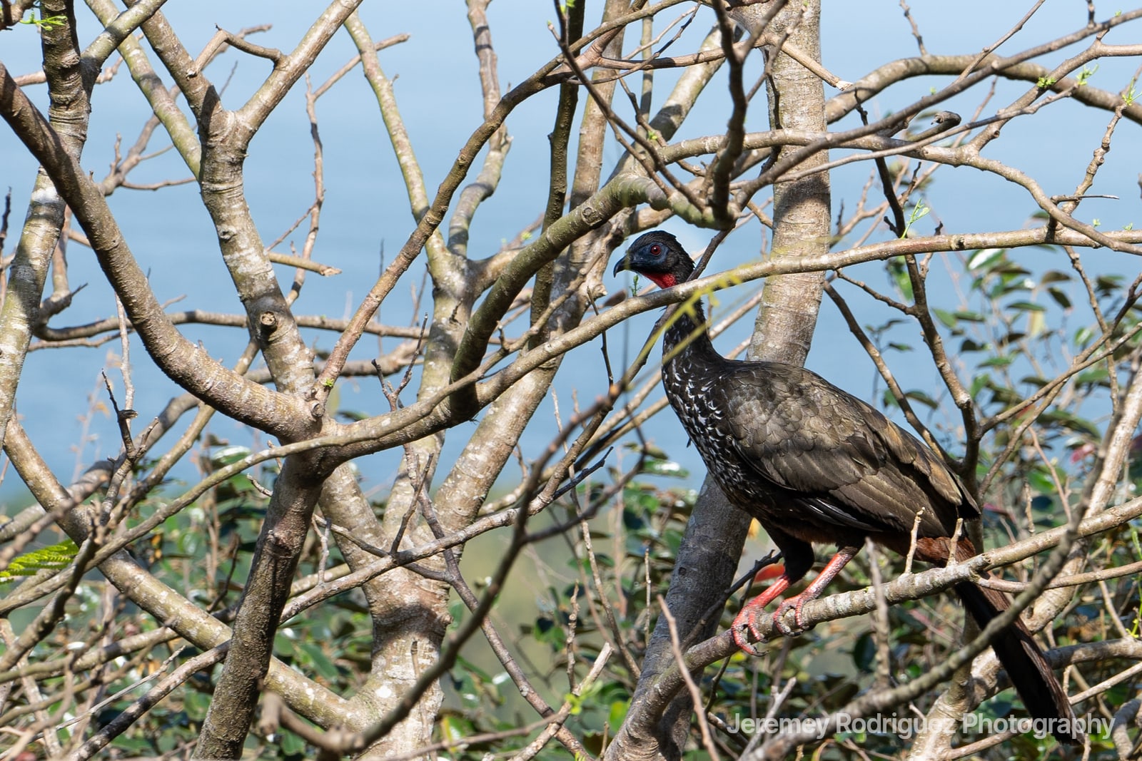 Crested Guan Perched Among Bare Branches