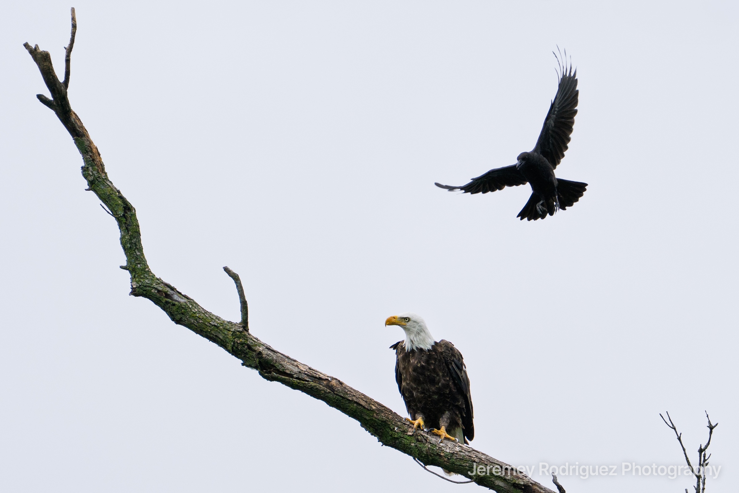 Crow Flying Over a Perched Bald Eagle