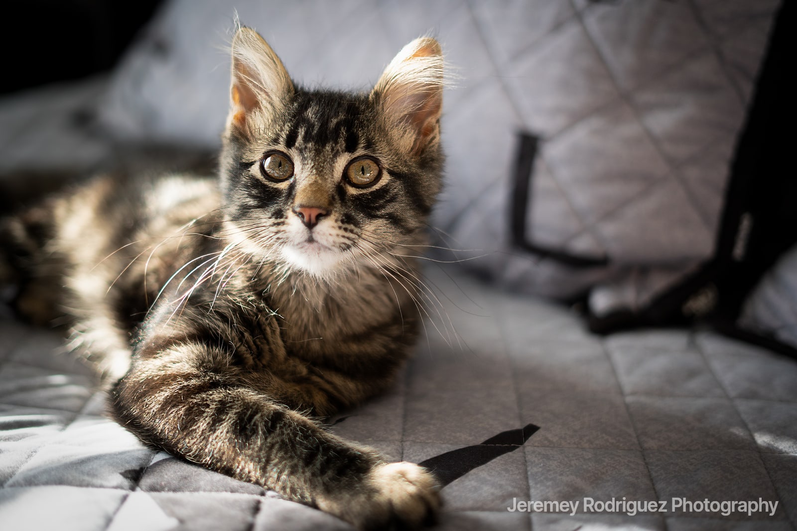 Sunlit Tabby Kitten Lounging on a Quilted Seat