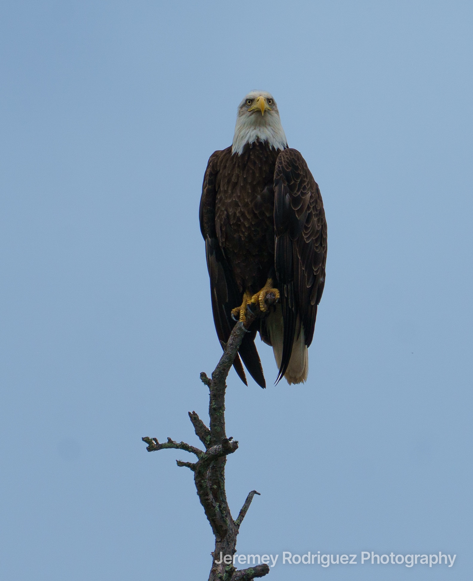 Bald Eagle Facing Forward on a Snag