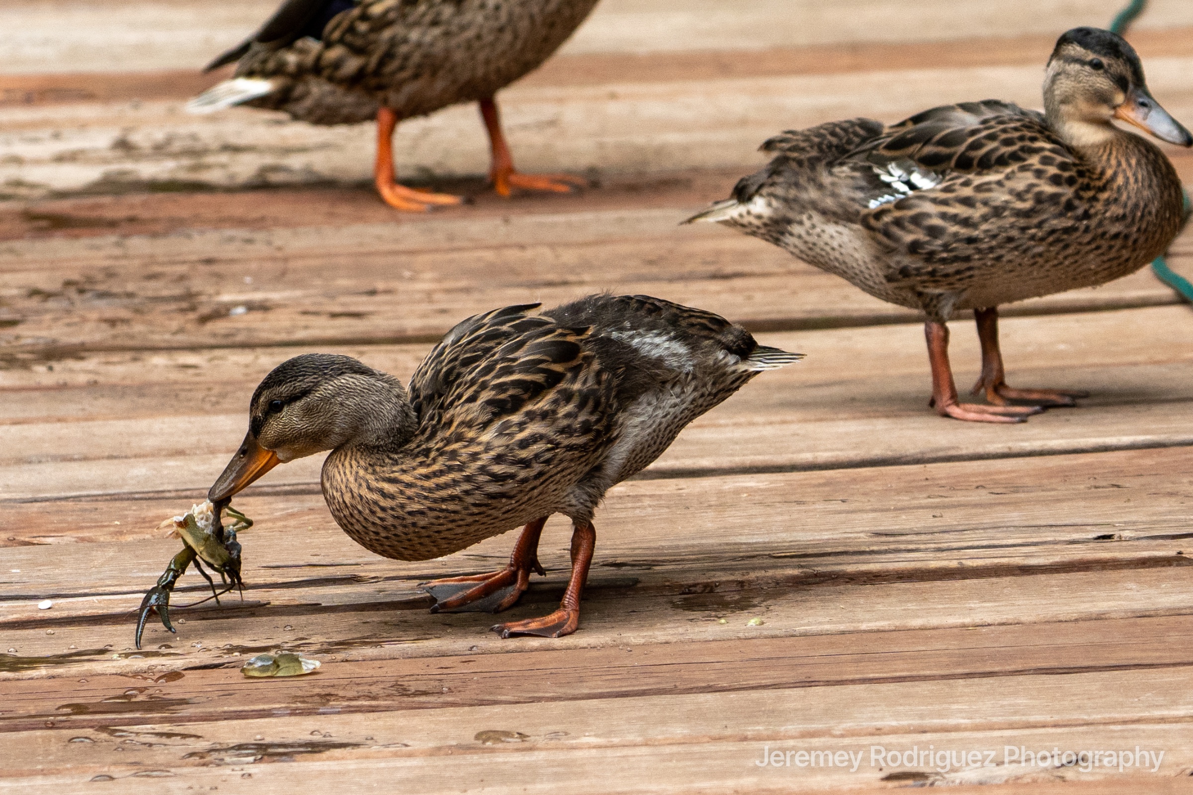 Mallard Hens Foraging on a Wooden Dock