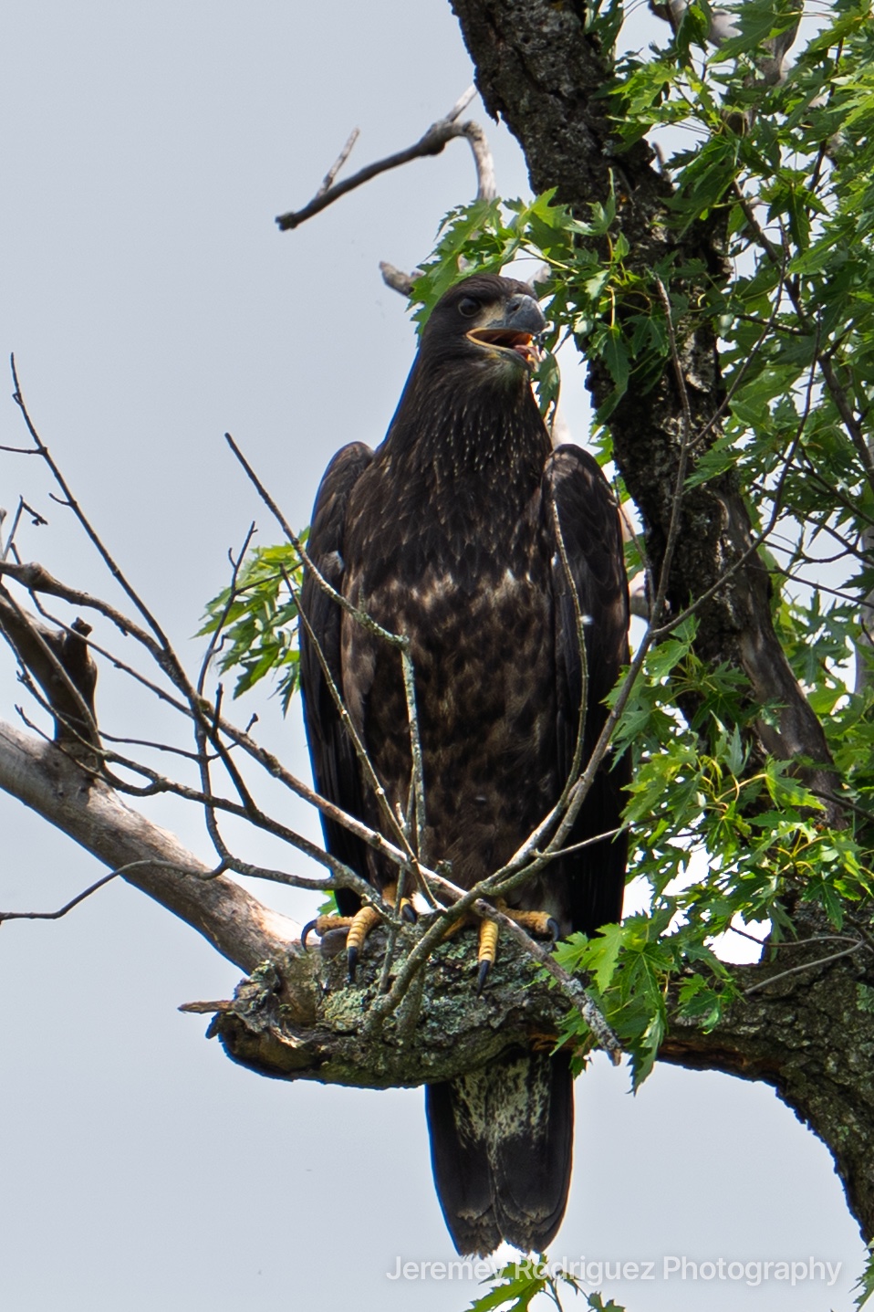 Juvenile Bald Eagle Among Green Leaves