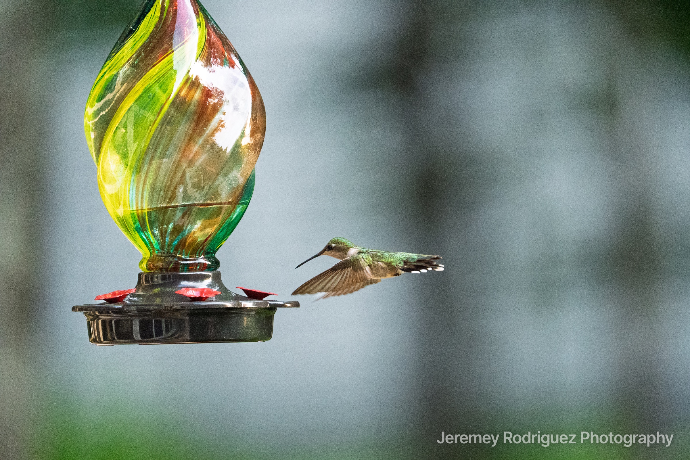 Hummingbird Approaching a Glass Feeder
