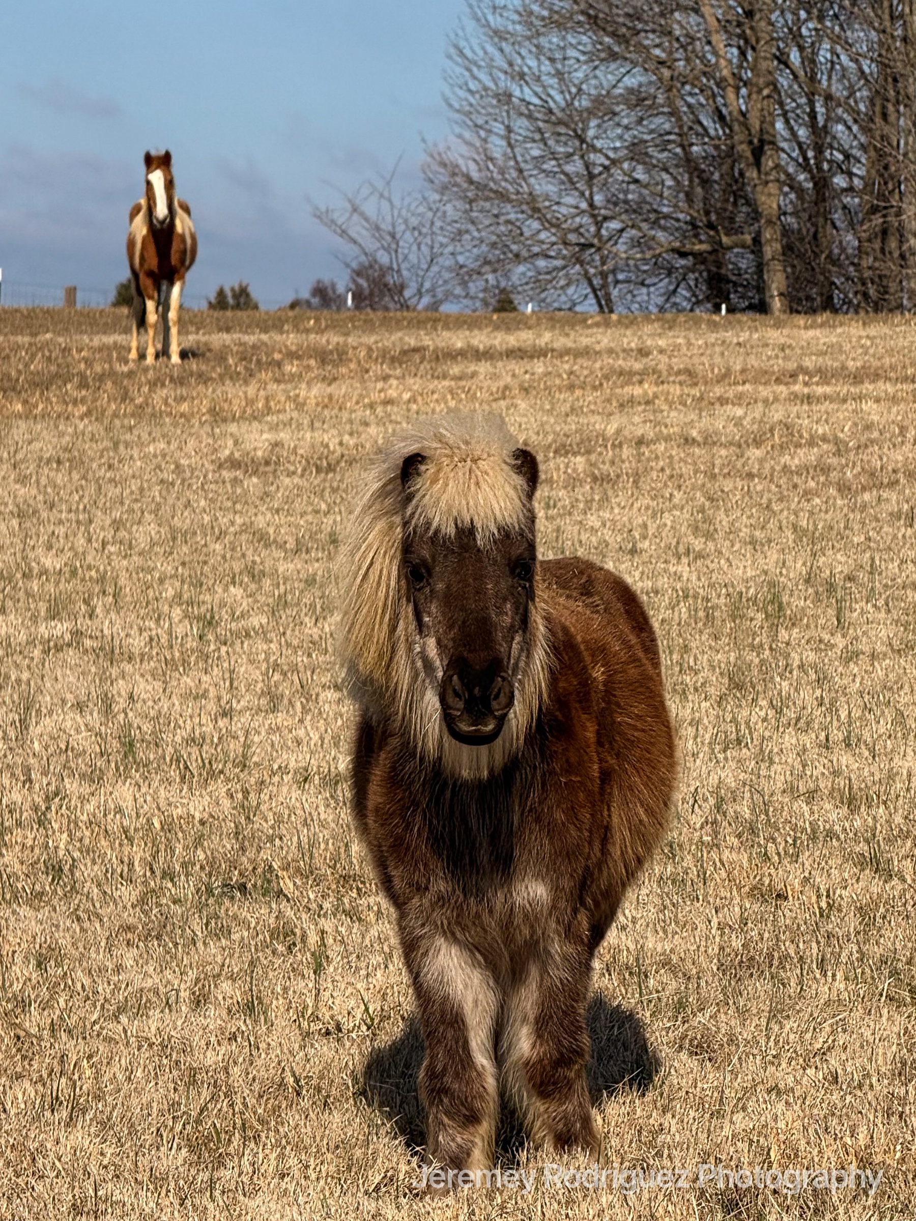 Shaggy Pony Standing in a Winter Pasture