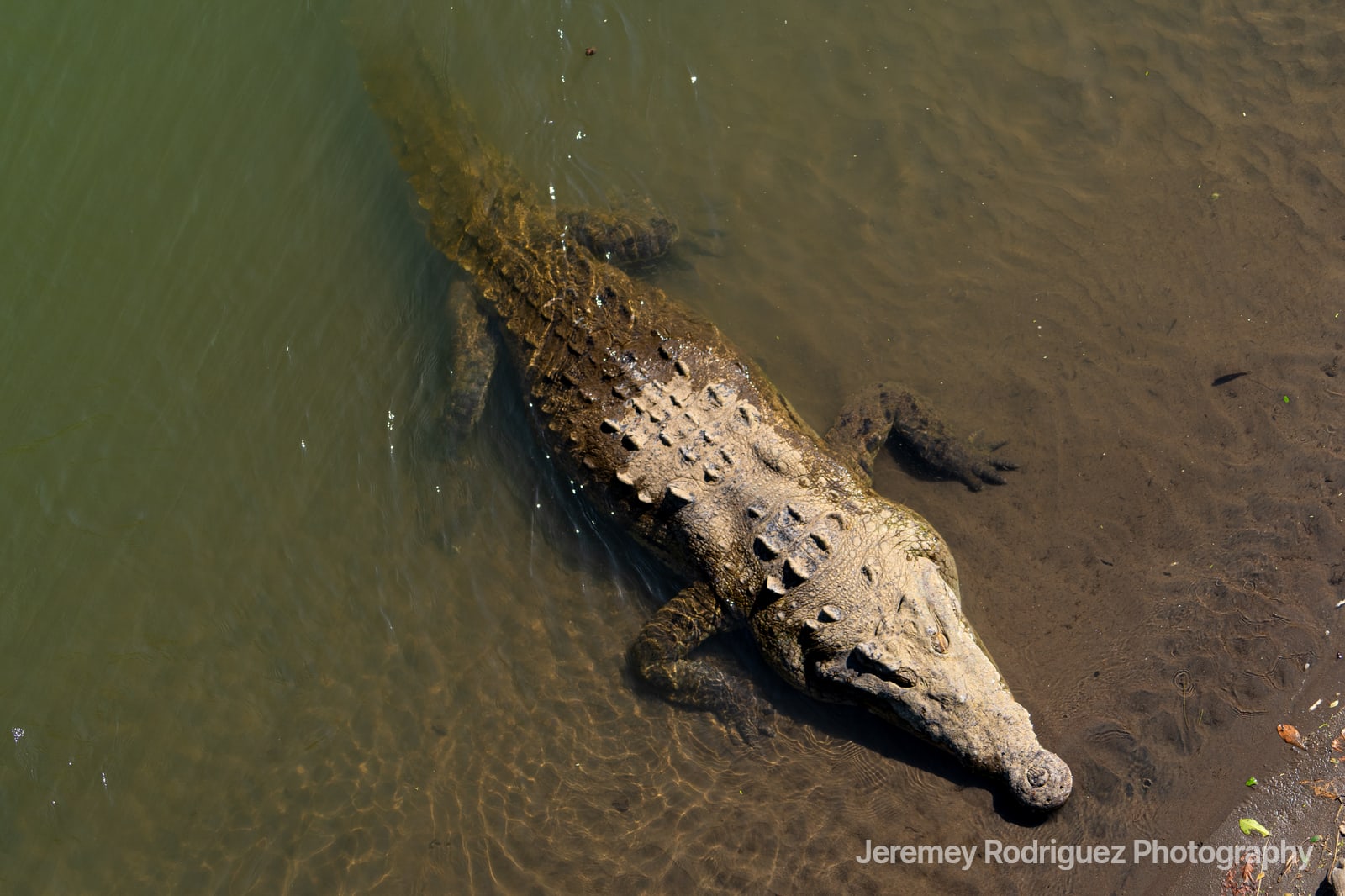Crocodile Resting at the Water’s Edge