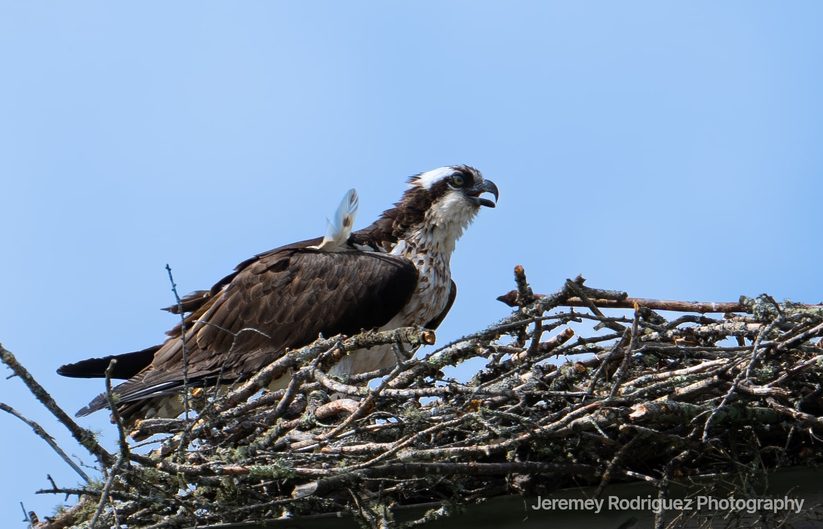 Osprey Calling from Its Stick Nest
