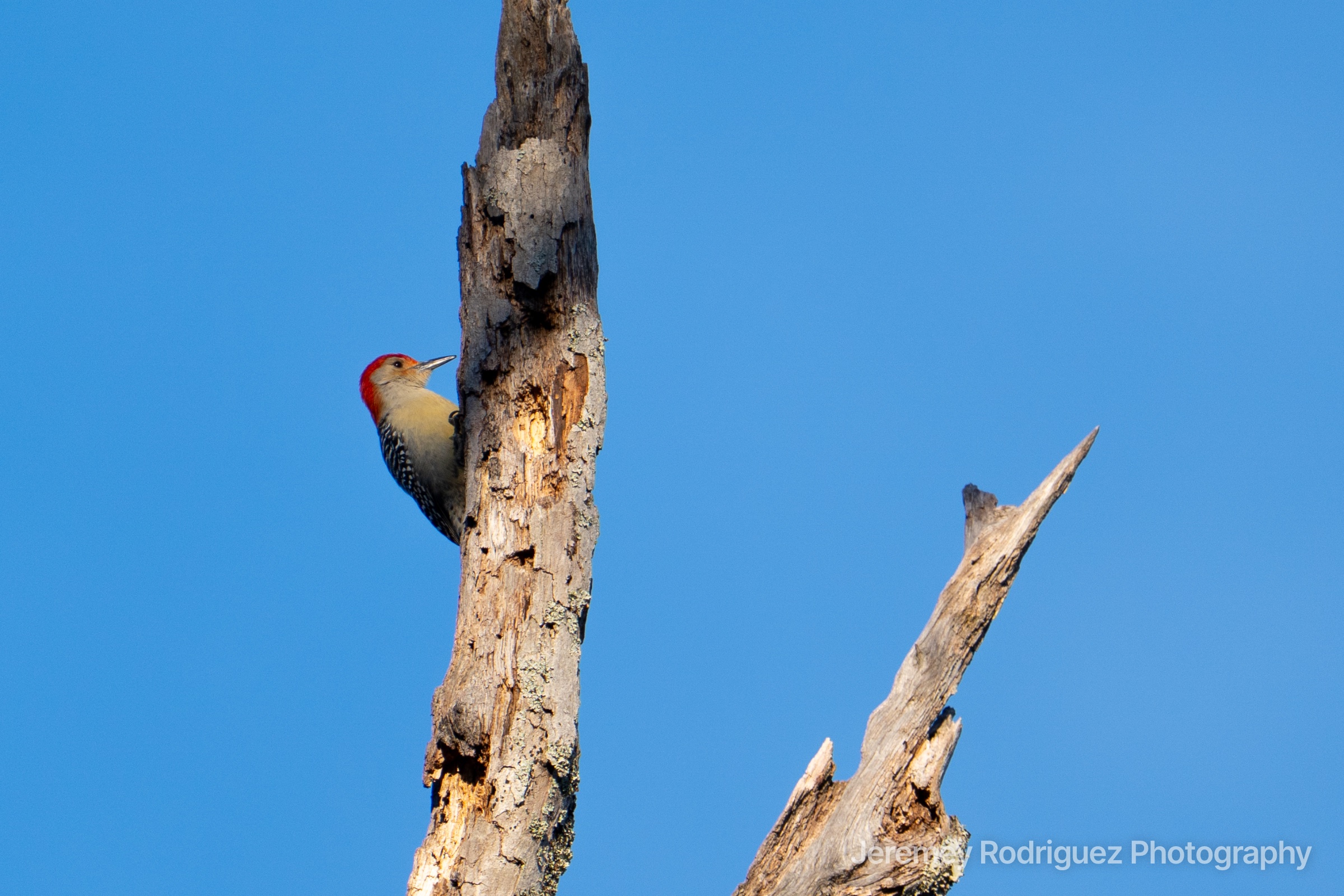 Red-Bellied Woodpecker on a Dead Snag