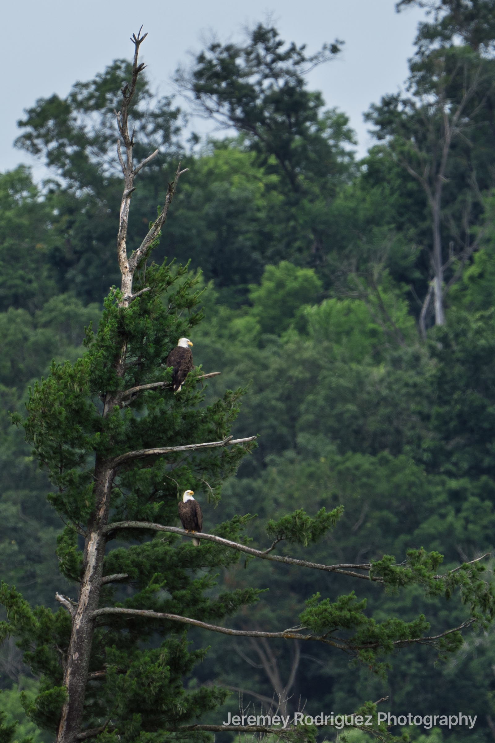 Two Bald Eagles Perched in a Forest Pine