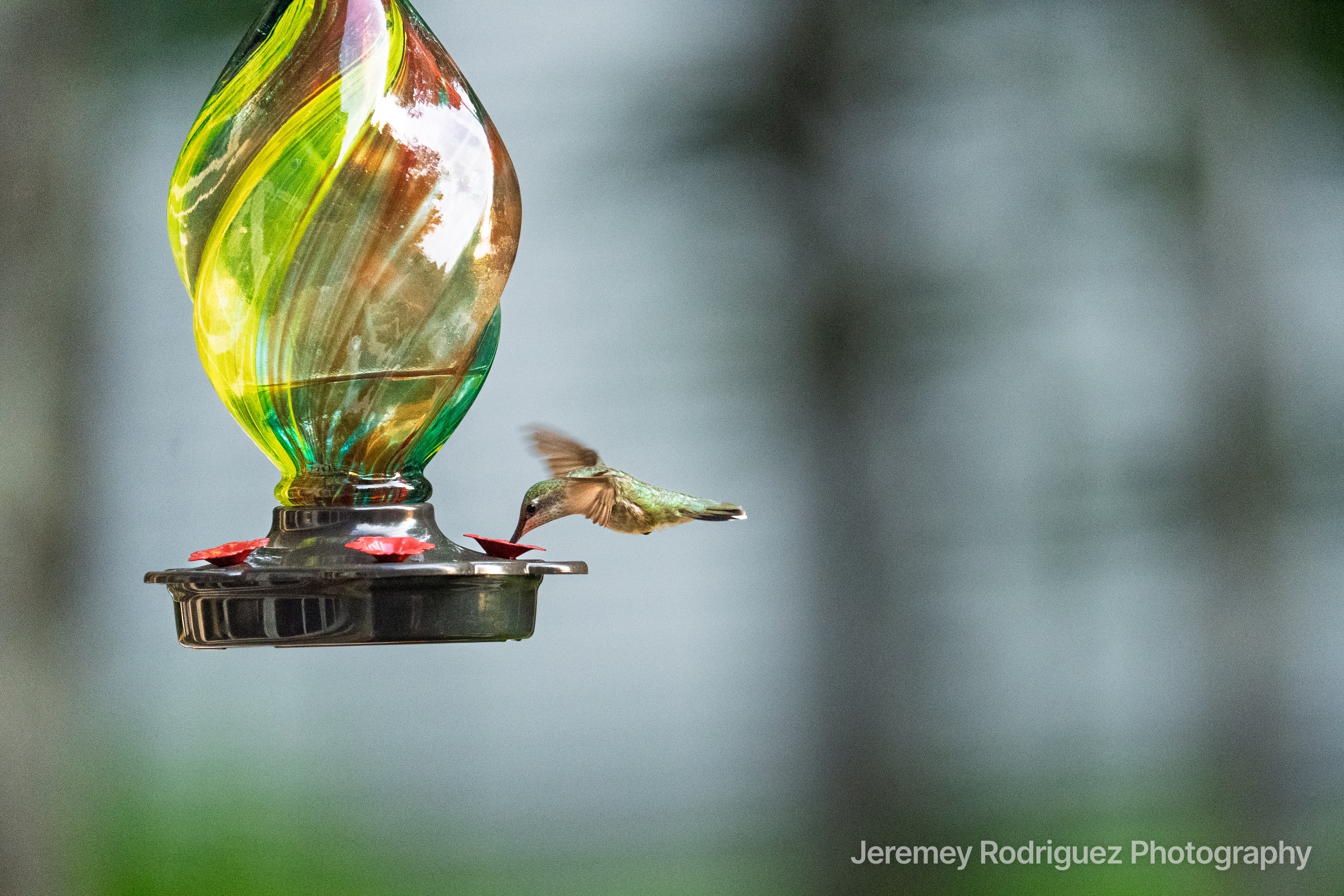Hovering Hummingbird Beside Colorful Feeder