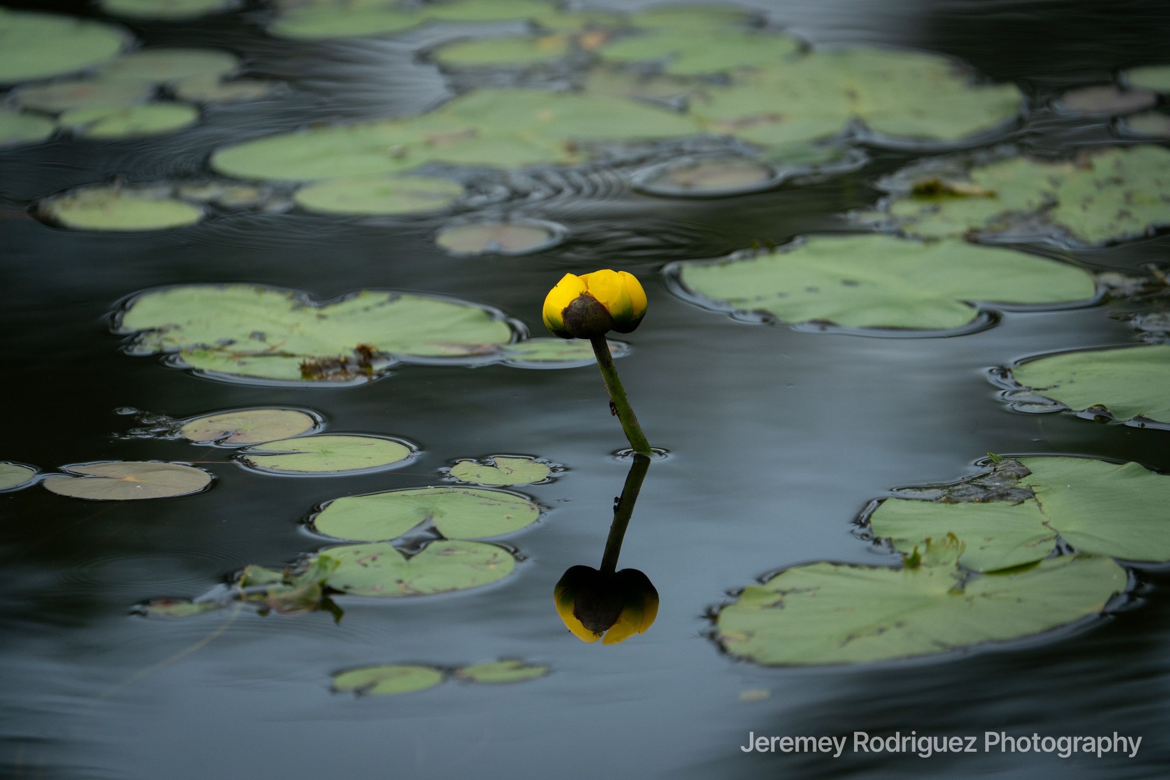 Yellow Pond Lily Reflected Among Lily Pads