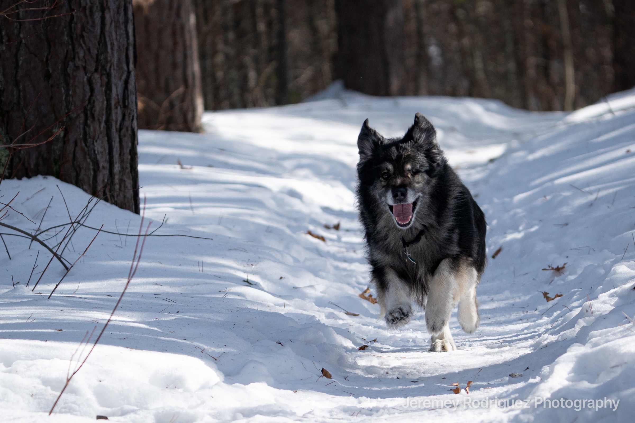 Dog Running Down a Snowy Forest Trail