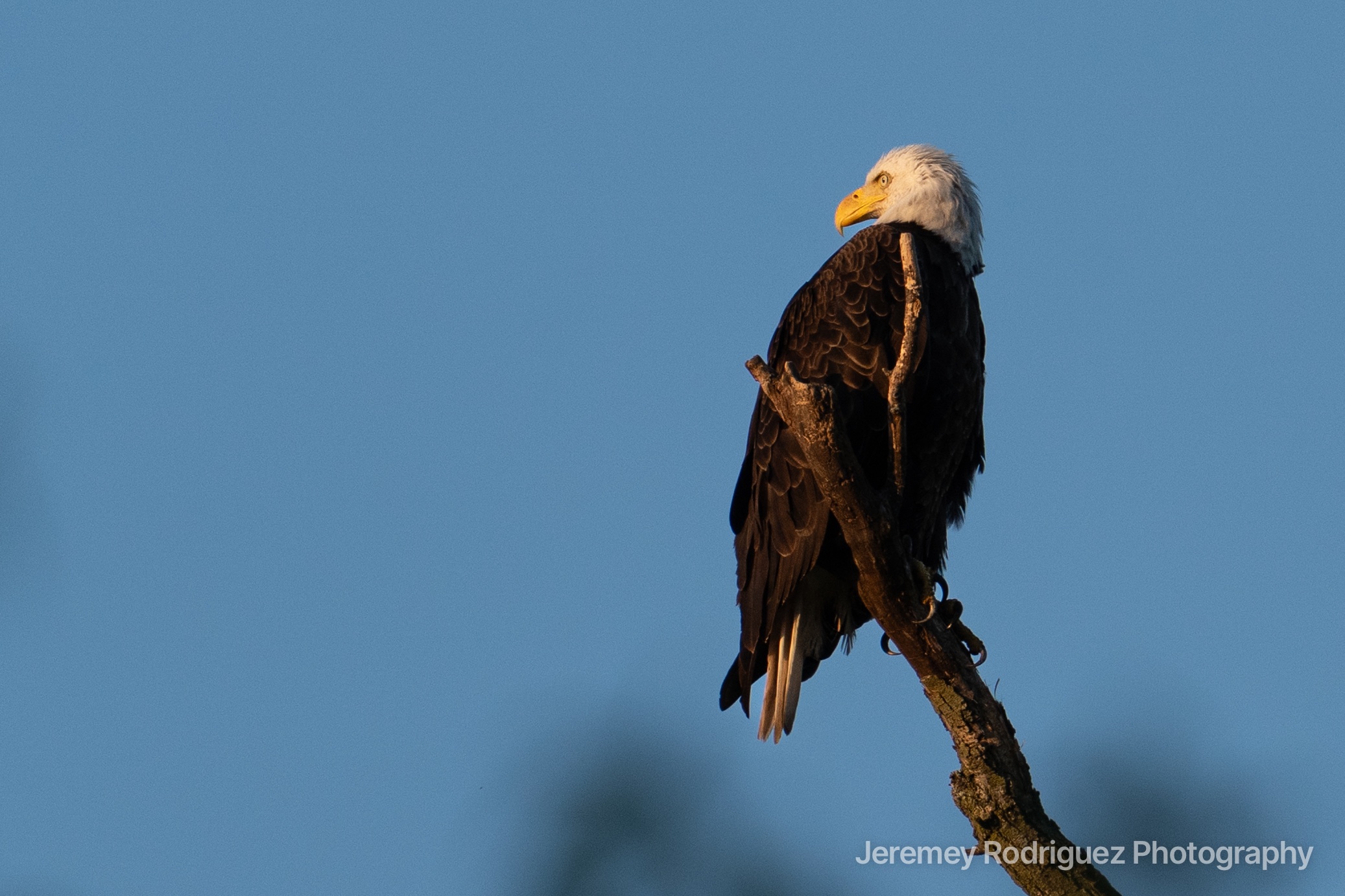 Bald Eagle Glowing in Golden Evening Light