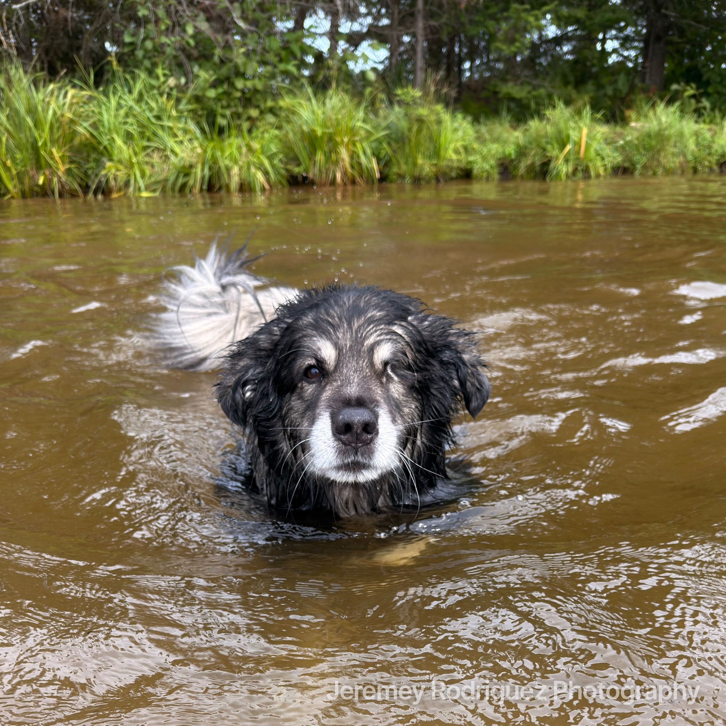 Dog Swimming in a Brown Lake