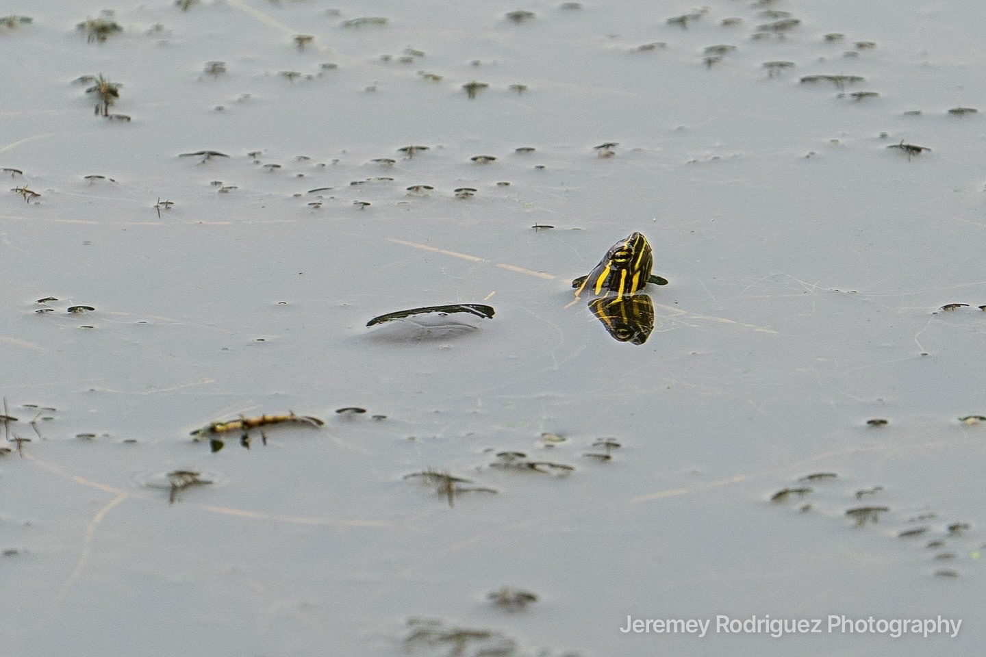 Small Turtle Swimming in Calm Water
