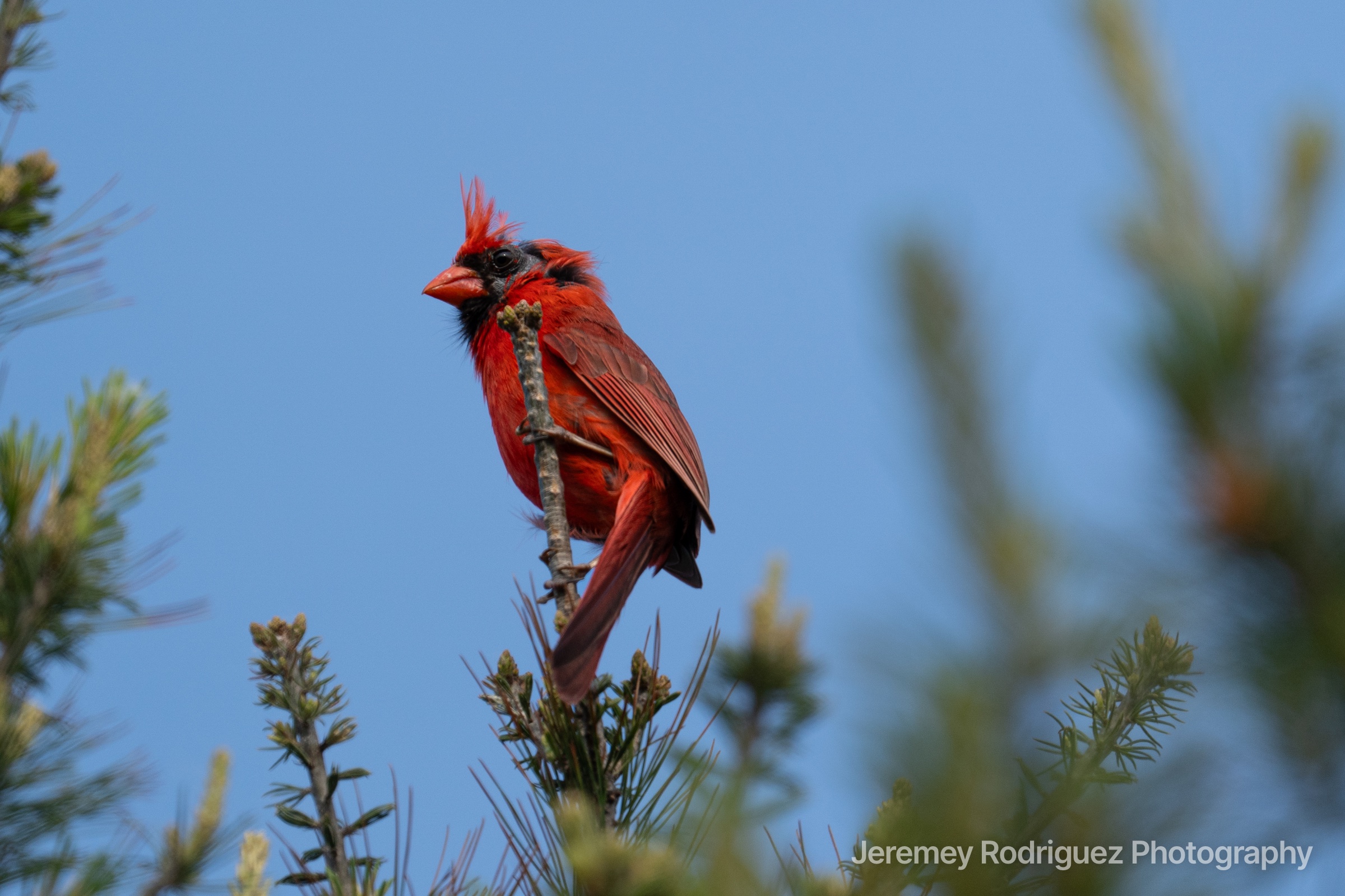 Northern Cardinal Perched Atop Evergreen