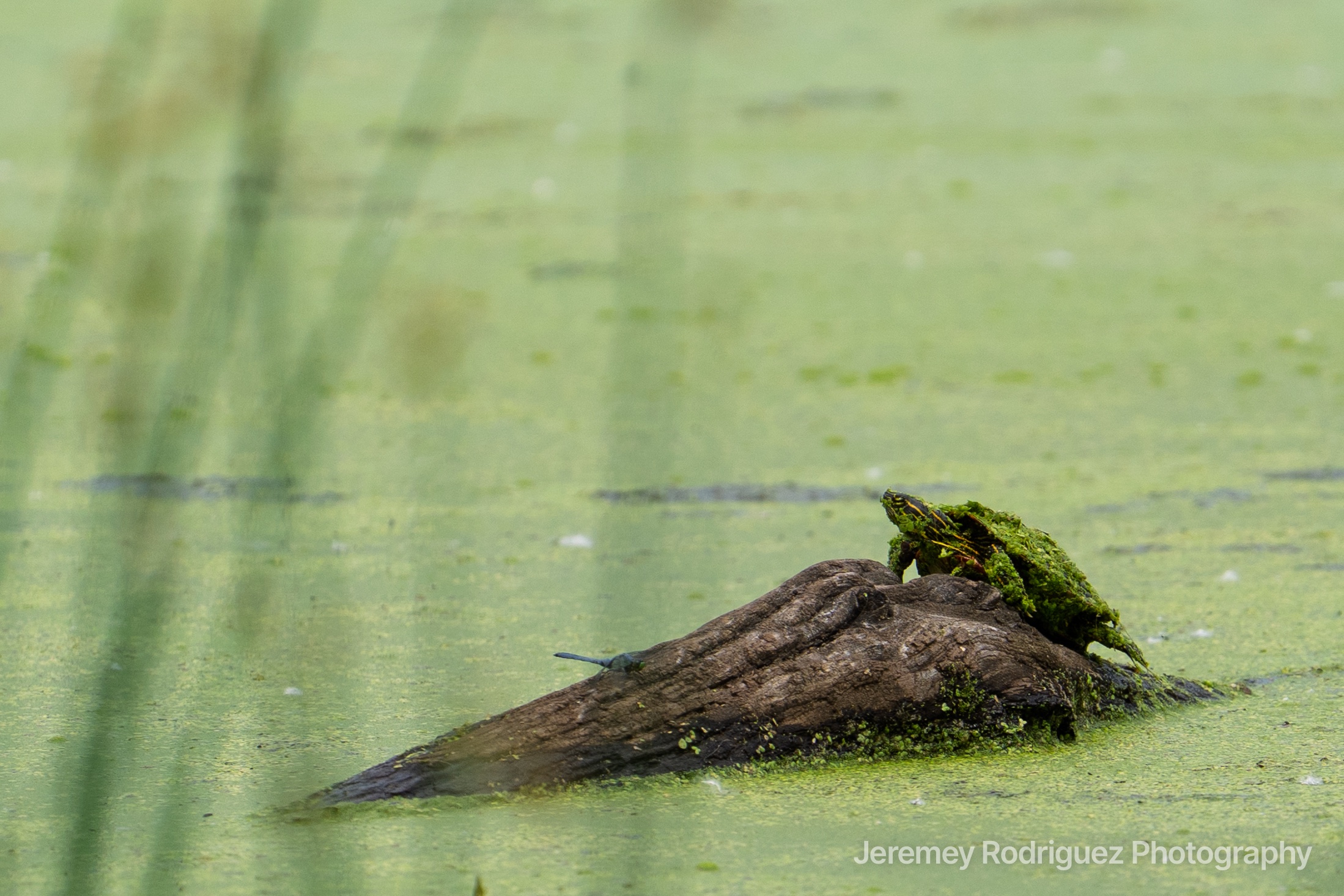 Turtle Resting on a Duckweed-Covered Log