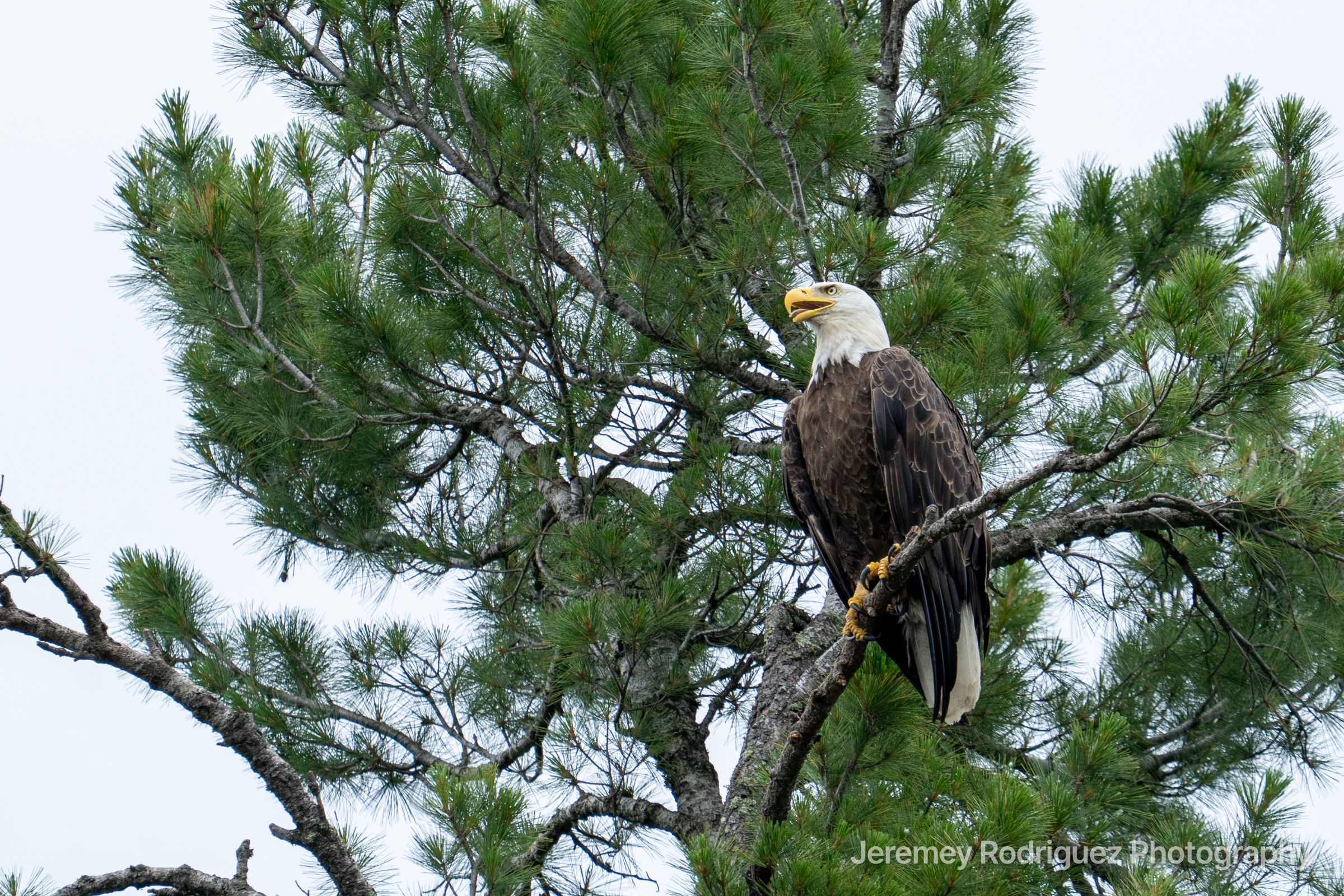 Bald Eagle Perched in a Leafy Pine