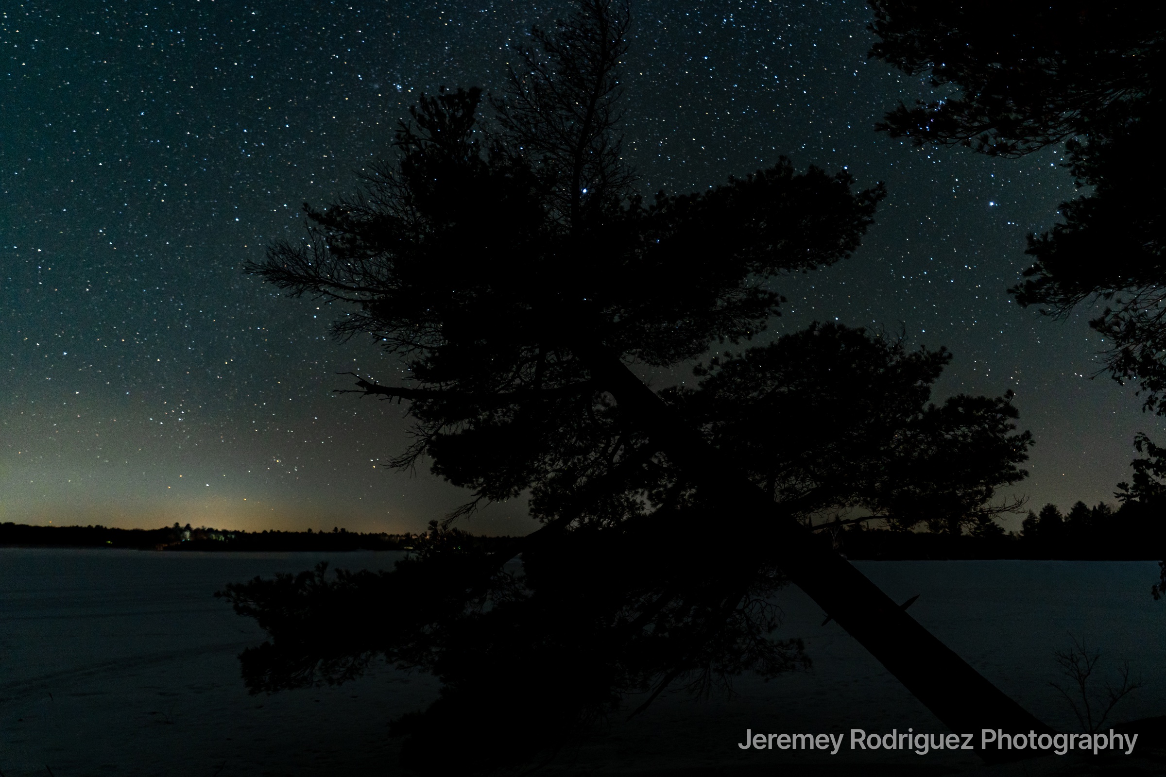 Pine Silhouette Under a Starry Sky