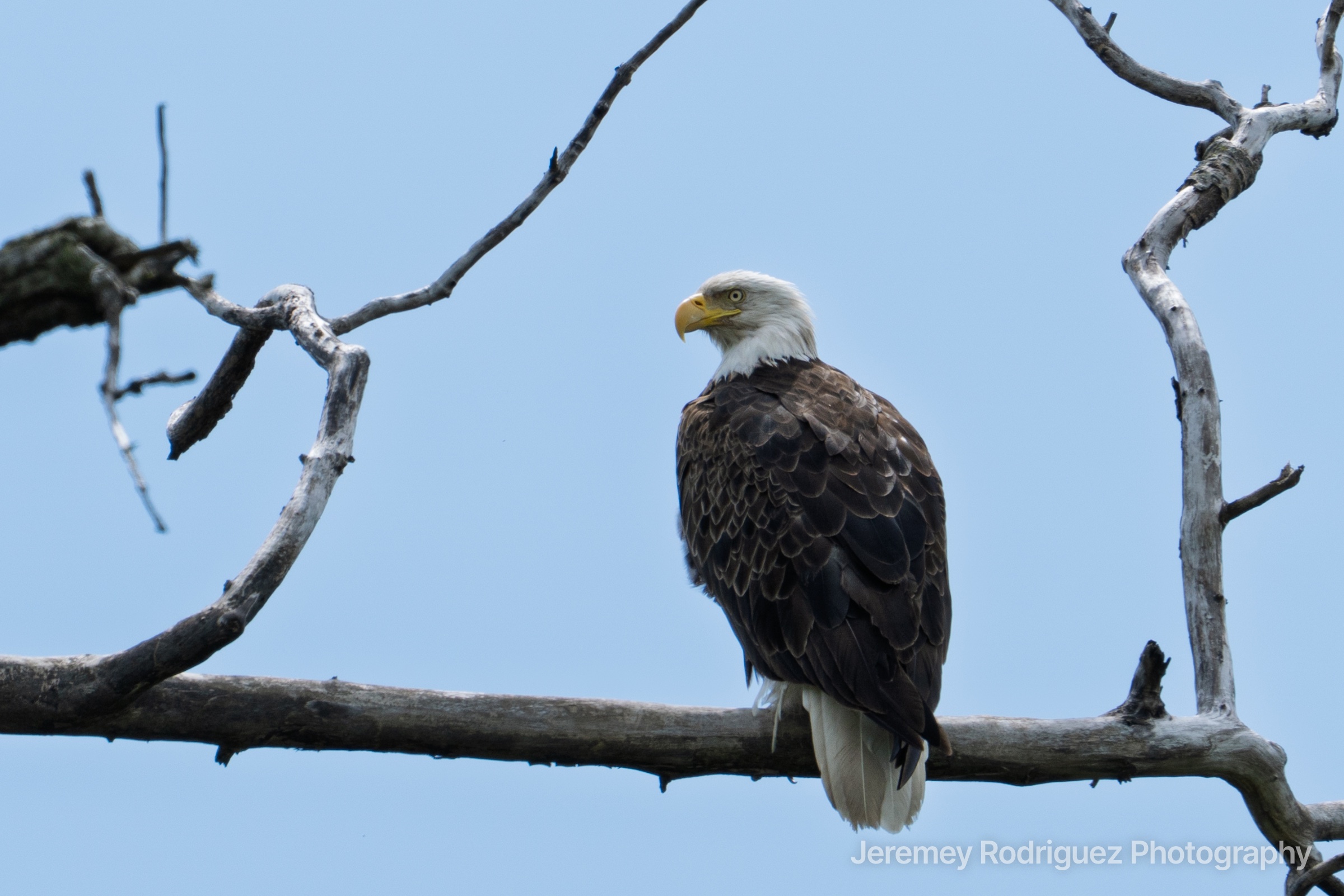 Bald Eagle on a Sun-Bleached Snag