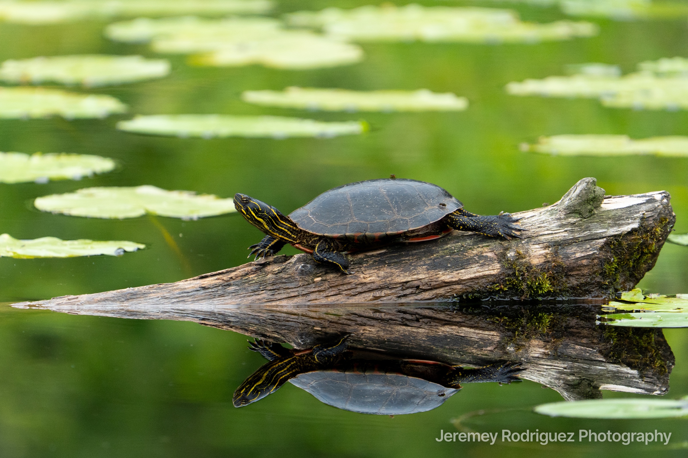 Turtle Basking with a Mirror Reflection